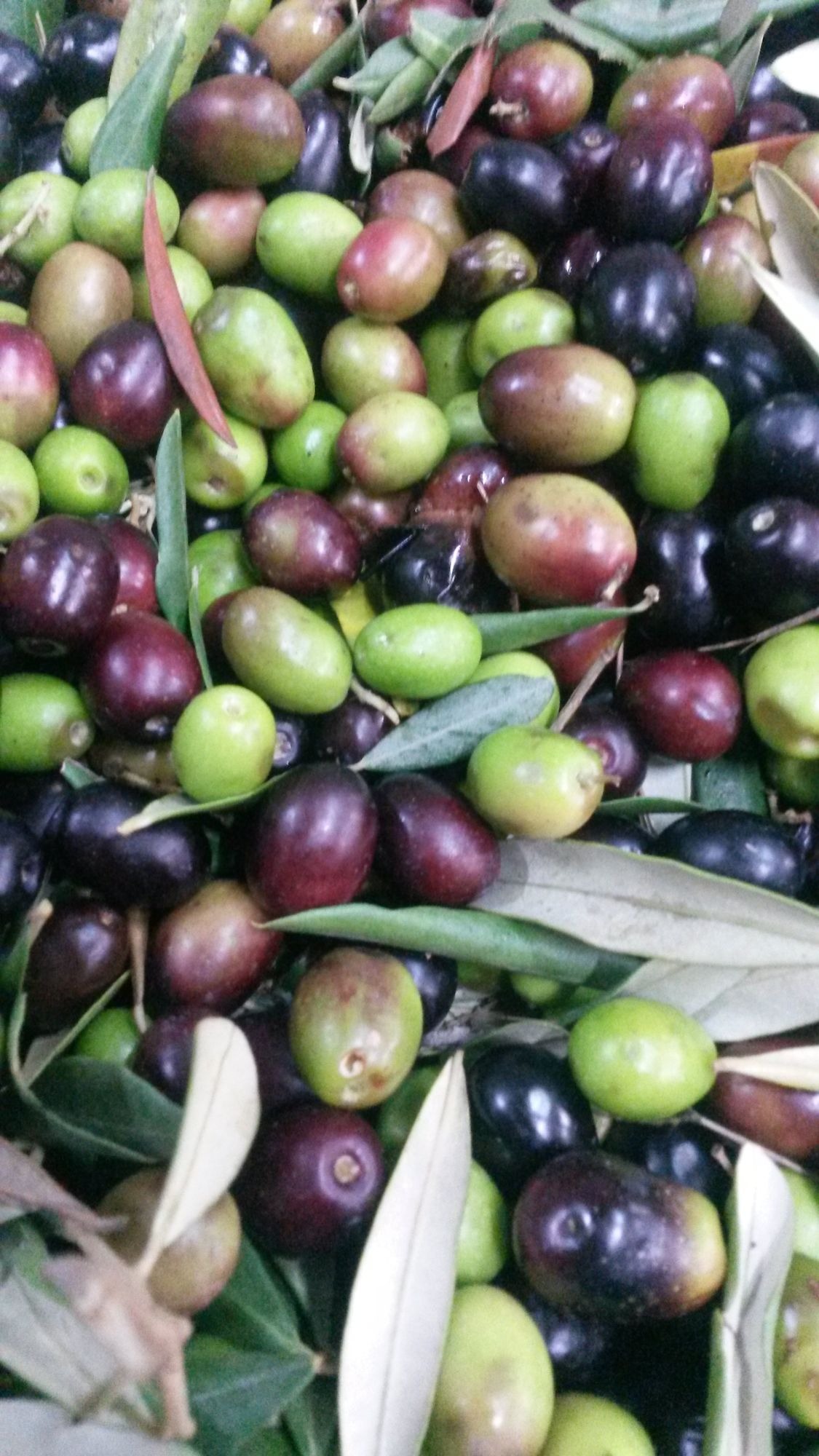 Fasi di produzione dell'olio extra vergine di oliva. Prima parte